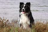 BORDER COLLIE 775